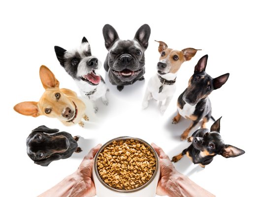 Best Dog Food Brands photo