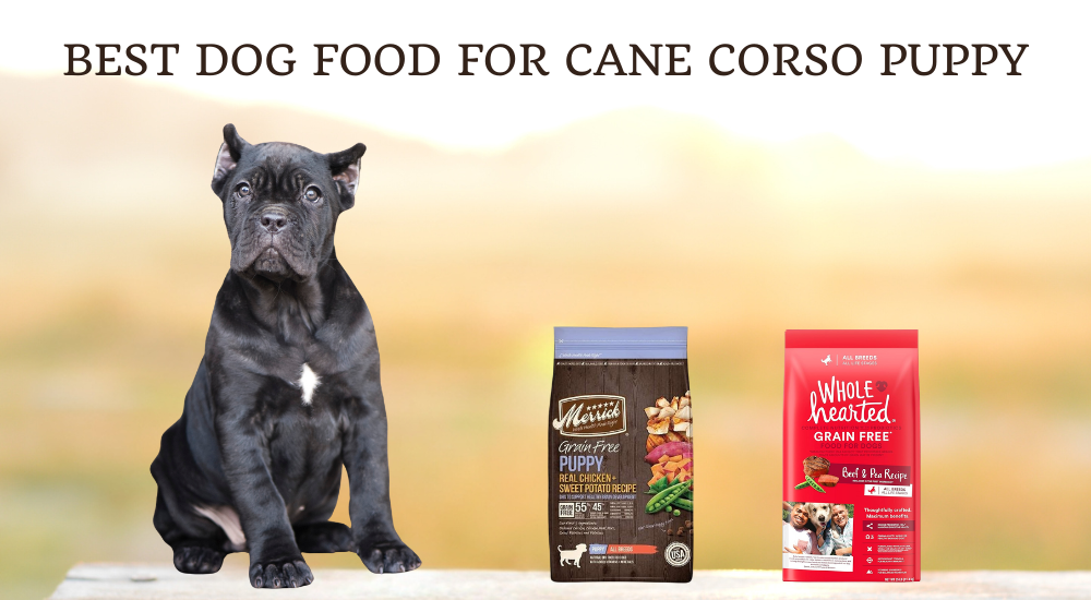 Best Dog Food For Cane Corso Puppy photo