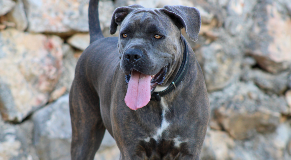 Best Dog Food For Cane Corso photo