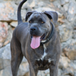 Best Dog Food For Cane Corso photo