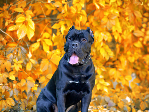 Best Dog Food For Cane Corso photo 2
