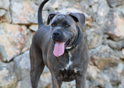 Best Dog Food For Cane Corso photo