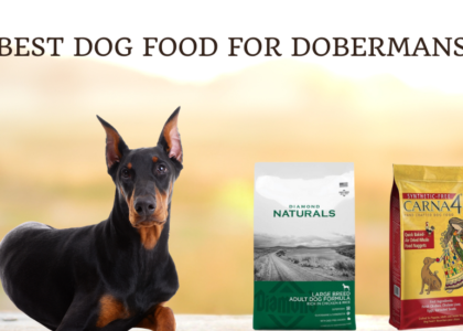 Best Dog Food For Dobermans photo 2024 photo