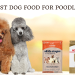 Best Dog Food For Poodles photo