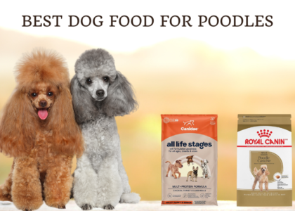 Best Dog Food For Poodles photo