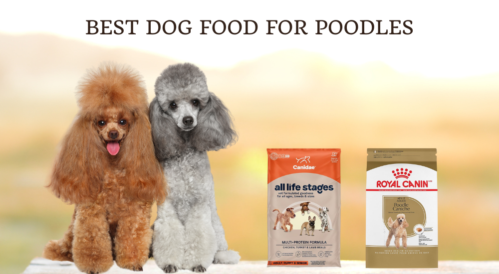 Best Dog Food For Poodles photo