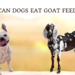 Can Dogs Eat Goat Feed photo