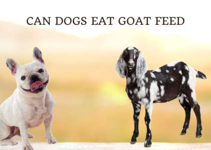 Can Dogs Eat Goat Feed photo