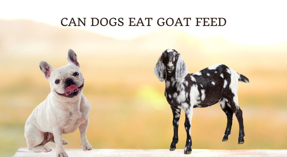 Can Dogs Eat Goat Feed photo