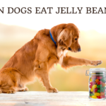 Can Dogs Eat Jelly Beans photo