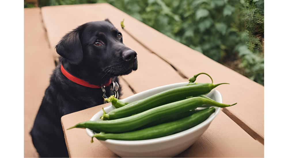 Can Dogs Have Okra photo