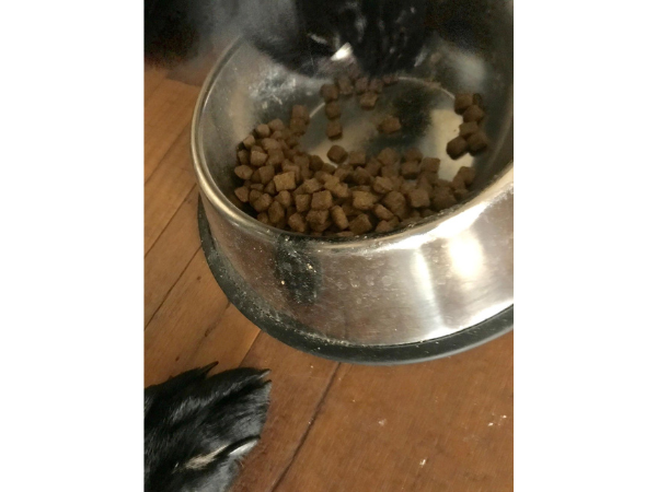 Diamond Dog Food Review (Dry) photo 1