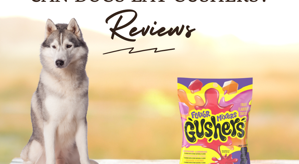 Safe Diet Can Dogs Eat Gushers photo