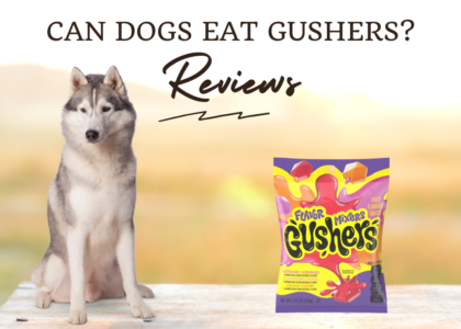 Safe Diet Can Dogs Eat Gushers photo