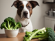 The dog looks at Broccoli Rabe which is on the table 1